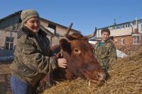 Hogyan lehet azonosítani a hamisításokat a tejtermékekben, a társadalomban, az aif omskban?