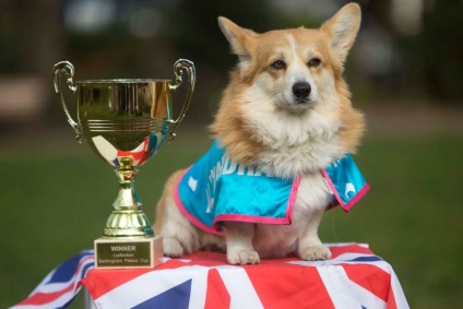 Cum de a începe un animal de companie în Marea Britanie, câini balabaki
