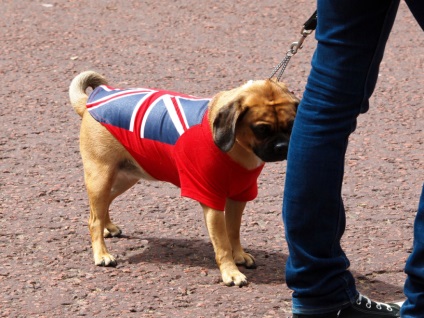 Cum de a începe un animal de companie în Marea Britanie, câini balabaki