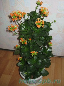 Kalanchoe (kalanchoe)