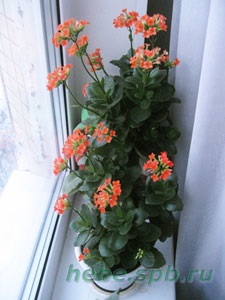 Kalanchoe (kalanchoe)