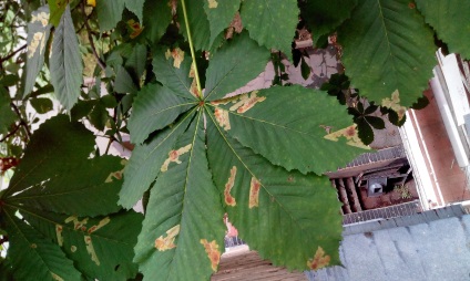 Castă minerală de castane sau Ohrid miner - cameraria ohridella, apk - vitus - știri