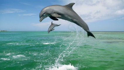 De ce delfini visează în cărțile de vis ale lui Miller, Vanga și ale altora?