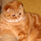 Pisica Kimrskaya (cimrica), pisica cimrian (chimvale), rasa de pisici