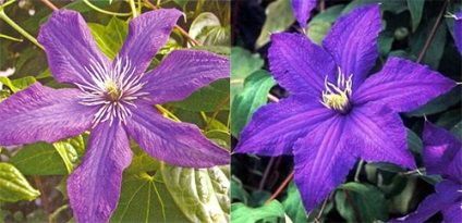 Clematis 