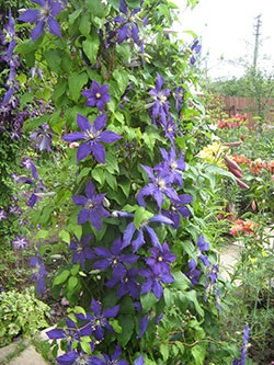 Clematis 