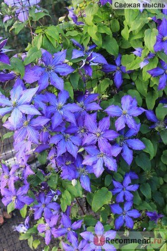 Clematis rhapsody (Rapsodie) - 