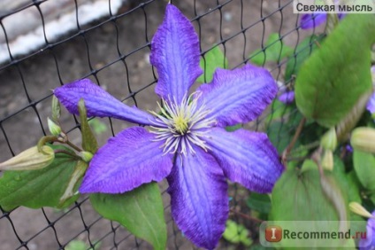 Clematis rhapsody (Rapsodie) - 