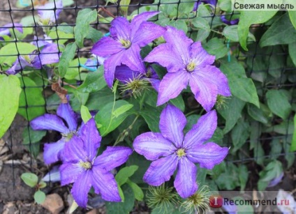 Clematis rhapsody (Rapsodie) - 