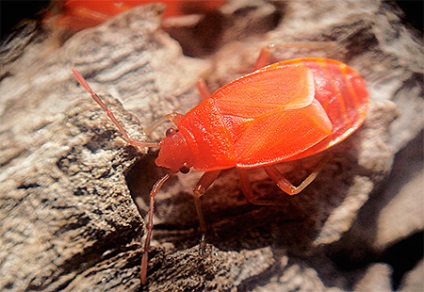 Bedbug-urile și fotografiile lor