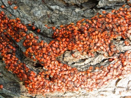 Bedbug-urile și fotografiile lor