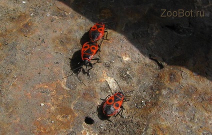 Soldatul de mantie sau aripile roșii (piruhocoris apterus)