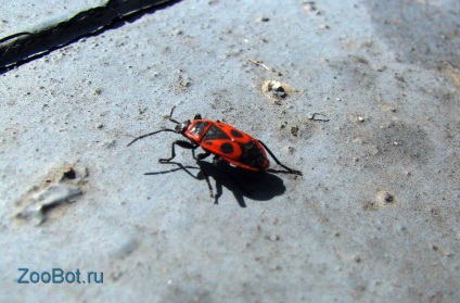 Soldatul de mantie sau aripile roșii (piruhocoris apterus)