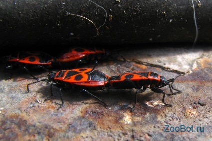 A köpeny-katona vagy a vörös szárnyú szárny nélküli (pyrrhocoris apterus)