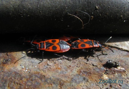 Soldatul de mantie sau aripile roșii (piruhocoris apterus)