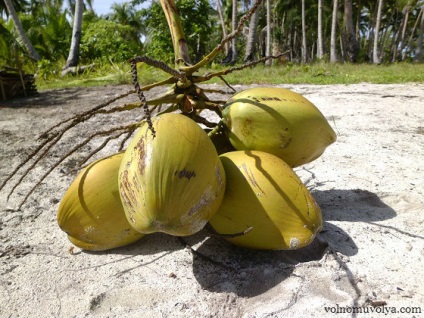 Nuci de cocos