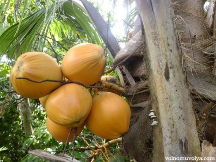 Nuci de cocos