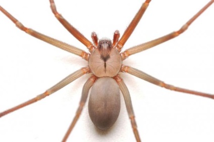 Brown păianjen pustnic (lat