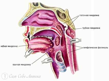 Pe scurt despre structura gâtului și despre inflamația amigdalelor palatine