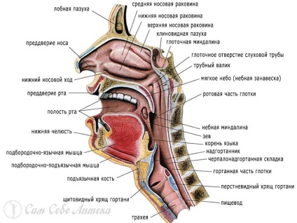 Pe scurt despre structura gâtului și despre inflamația amigdalelor palatine