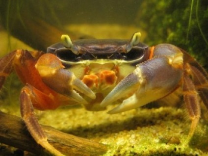 Crab Rainbow (cardisoma armatum) - otthoni akvárium