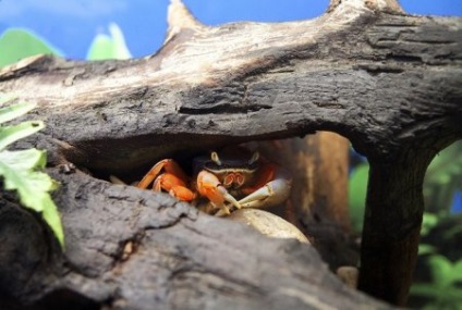 Crab Rainbow (cardisoma armatum) - acvariu acasă