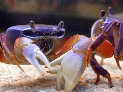 Crab Rainbow (cardisoma armatum) - acvariu acasă