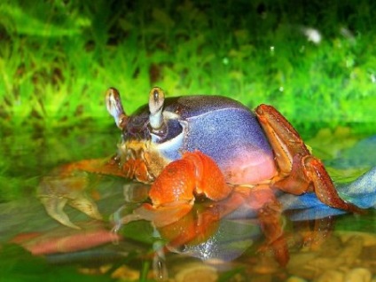 Crab Rainbow (cardisoma armatum) - acvariu acasă