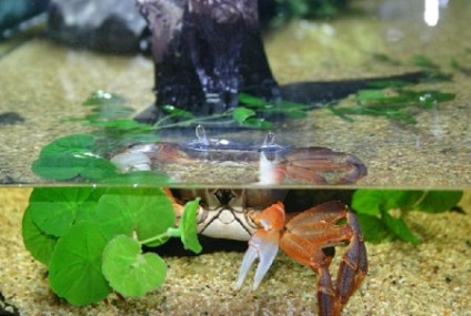 Crab Rainbow (cardisoma armatum) - otthoni akvárium