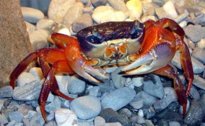 Crab curcubeu în rolul unui animal de companie