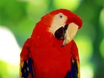 Piros papagájok Rosella és macaw - kedvelt háziállatok