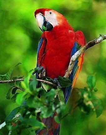 Red papagali Rosella și macaw - animale de companie populare