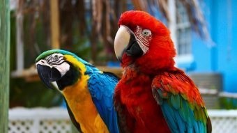Piros papagájok Rosella és macaw - kedvelt háziállatok