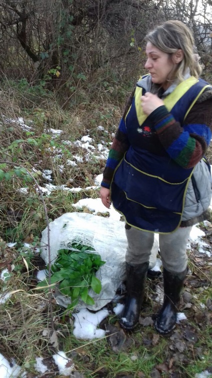 Cuțitul roșu este o plantă scumpă