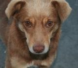 Cine este vinovat de moartea câinilor din Yakutia