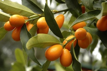 Kumquat előnyöket és kárt