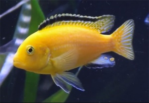 Labidochromis galben