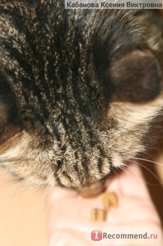 A macska kezeli a macska fogászati ​​harapásokat - fogpiszkáló fogászati ​​egészségügyi