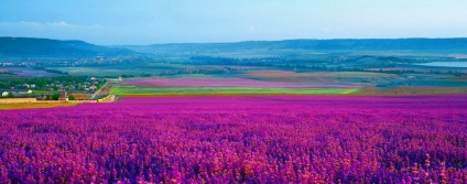 Terenuri de lavandă în Crimeea unde să găsiți și când să mergeți (foto)