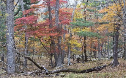 Lazovsky Reserve érdekes tényeket, látványosságokat és fotókat