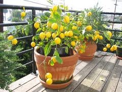 Citrom - beltéri citrom