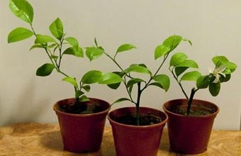Lemon Meier gondozás, termesztés, ültetés, öntözés