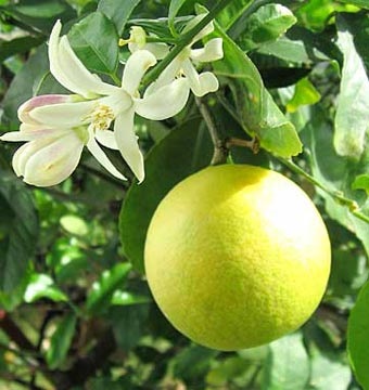 Lemon Meier gondozás, termesztés, ültetés, öntözés