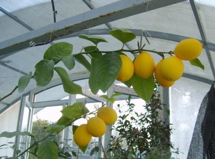 Lemon Meier îngrijire, cultivare, plantare, udare