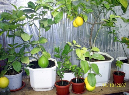 Lemon Meier îngrijire, cultivare, plantare, udare