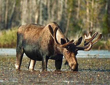 Лось, лосі (alces alces), дичину, зріст, вага, маса, роги, ареал, поширення, ритм дихання,