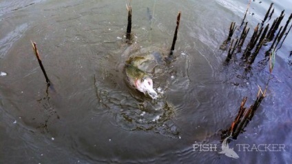 Pescuitul de păstrăv pe lingură de momeală pe rezervoarele de apă plătite ale clubului de pescuit un cip în satul Ruza