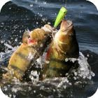 Prinderea calmarului și pregătirea pentru el - alte pești