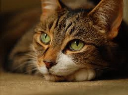 Pentru fanii pisicilor și pisicilor - bloguri despre paranormal și nu numai