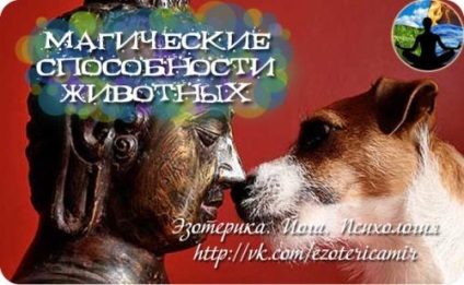 Abilitățile magice ale animalelor, psihologia relațiilor